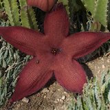 Giant Carrion Flower (Stapelia grandiflora)_