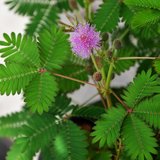 Touch-me-not Plant (Mimosa pudica)_