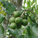 Macadamia (Macadamia integrifolia)_