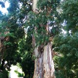Manna Gum (Eucalyptus viminalis)_