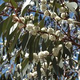 Snow Gum (Eucalyptus pauciflora ssp. pauciflora)_