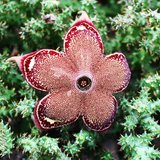 Persian Carpet Flower (Edithcolea grandis)_