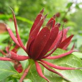 Spice Bush (Calycanthus floridus)_