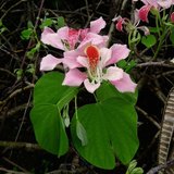 Pink Bauhinia (Bauhinia monandra)_