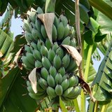 Dwarf Banana (Musa acuminata)_