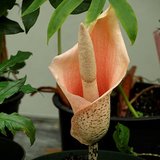 Voodoo Lily (Amorphophallus bulbifer)_