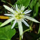 Passionflower (Passiflora capsularis)_