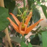 Australian Passionflower (Passiflora aurantia)_