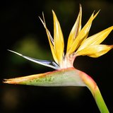 Yellow Bird of Paradise Flower (Strelitzia reginae 'Mandela's Gold')_