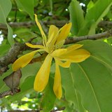 Golden Champaca (Magnolia champaca)_