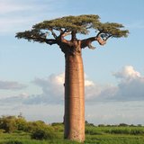 Grandidier's Baobab (Adansonia grandidieri)_