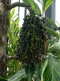 Fishtail Palm (Caryota mitis)_