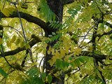 Black walnut (Juglans nigra)_