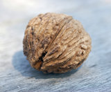 Black walnut (Juglans nigra)_
