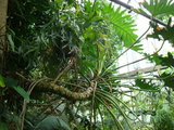 Tree Philodendron (Thaumatophyllum bipinnatifidum)_