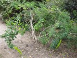 Canary Bird Bush (Crotalaria agatiflora)_