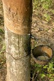 Rubber Tree (Hevea brasiliensis)_