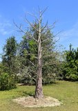 Suarez Baobab (Adansonia suarezensis)_