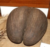 Coco de Mer (Lodoicea maldivica)