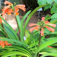 Swamp Clivia (Clivia robusta)