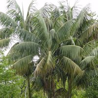 Kentia Palm (Howea forsteriana)
