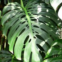 Cheese Plant (Monstera deliciosa)
