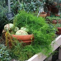 Climbing Onion (Bowiea volubilis)