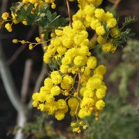 Mudgee acacia (Acacia spectabilis)