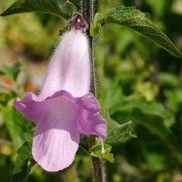 South African Foxglove (Ceratotheca triloba)