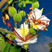 Decary's flamboyant (Delonix decaryi)