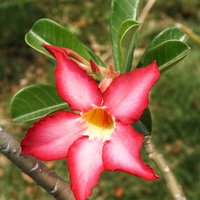 Desert Rose (Adenium obesum)
