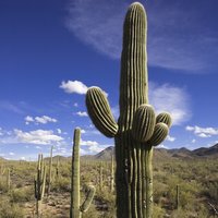 Saguaro (Carnegiea gigantea)