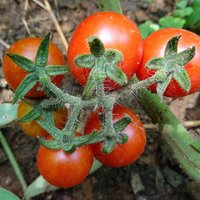 Currant Tomato (Solanum pimpinellifolium)