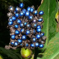 Marble Berry (Pollia condensata)
