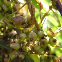 Dodder (Cuscuta lupuliformis)
