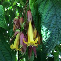Golden Fuchsia (Deppea splendens)