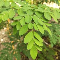 Moringa Tree (Moringa oleifera)