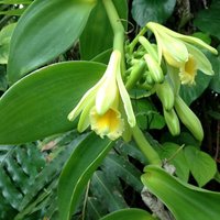 Vanilla Orchid (Vanilla planifolia)