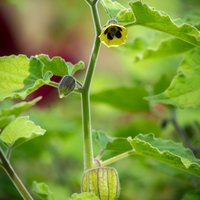Cape Gooseberry (Physalis peruviana)