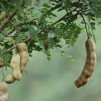Tamarind (Tamarindus indica)