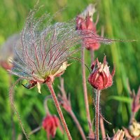Prairie Smoke (Geum triflorum)