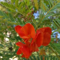Red Sesbania (Sesbania tripetii)