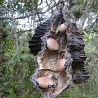 Red Hamburger Bean (Mucuna urens)