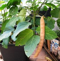 Jack Bean (Canavalia ensiformis)