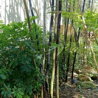 Timor Black Bamboo (Bambusa lako)