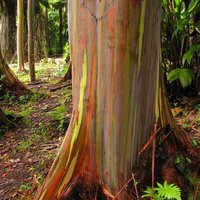 Rainbow Eucalyptus (Eucalyptus deglupta)