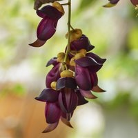 Velvet Bean (Mucuna sempervirens)