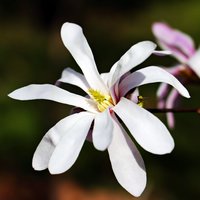 Star Magnolia (Magnolia stellata)