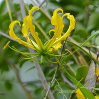 Yellow Gloriosa Lily (Gloriosa lutea)