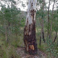Candlebark Gum (Eucalyptus rubida)